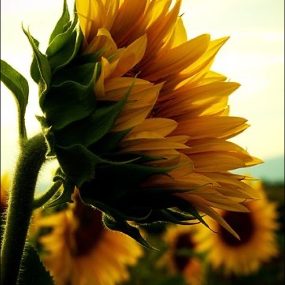 Meet your Posher, Lorie